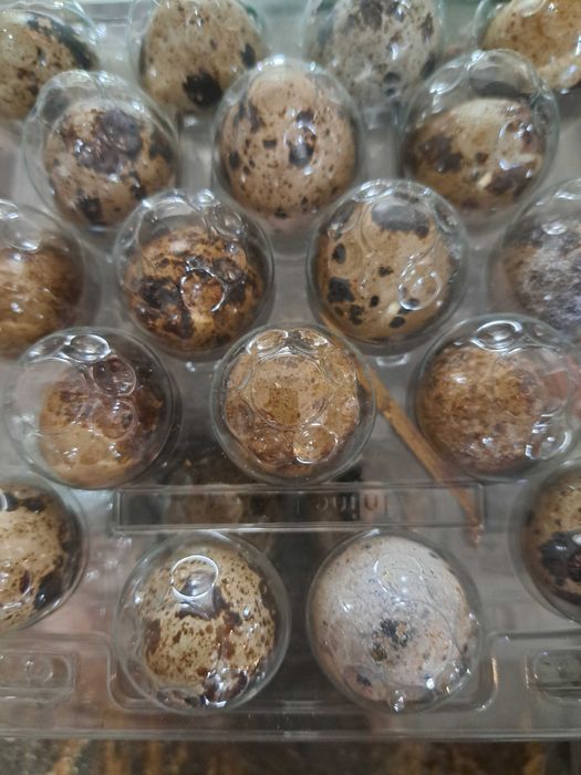 Jajka konsumpcyjne przepiórek wysyłka