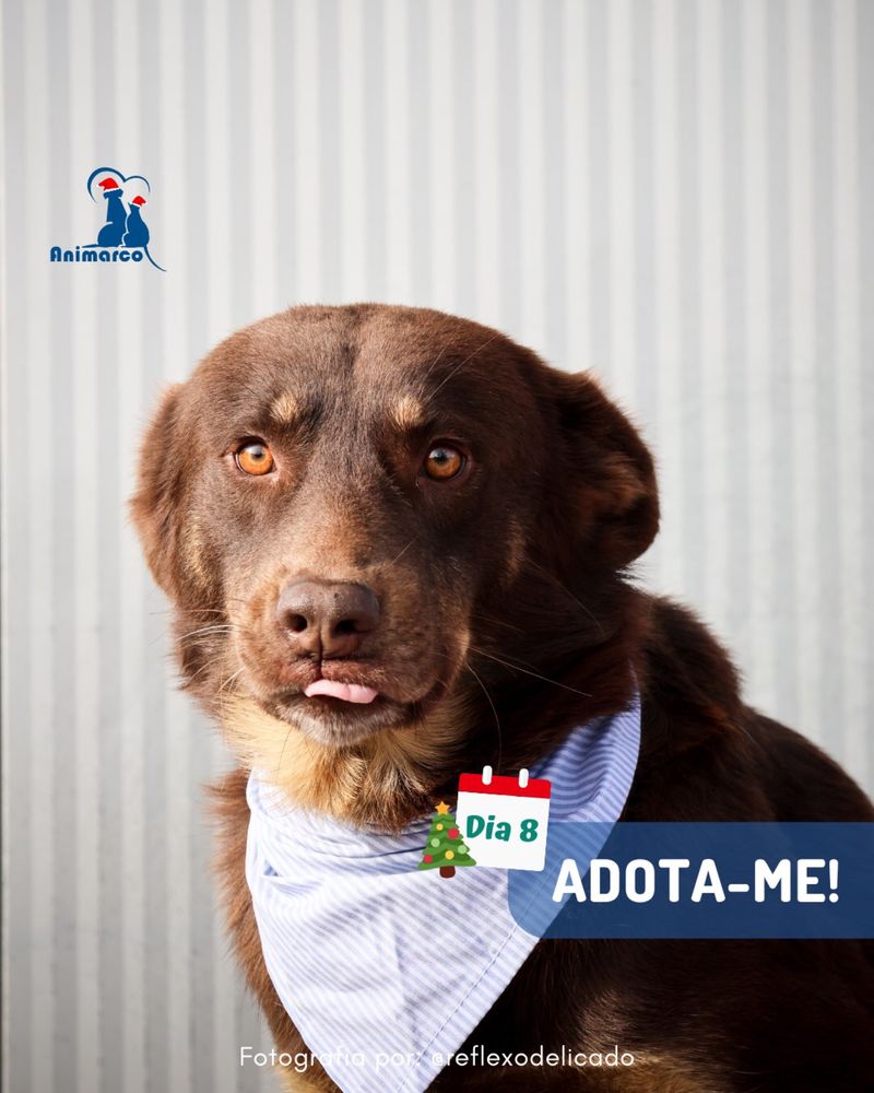Toblerone - cao para adocao