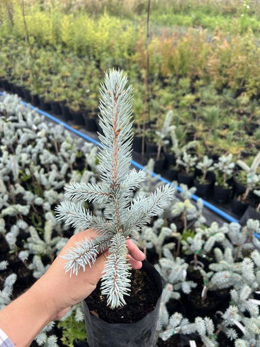 Хупсі (2,3річні)