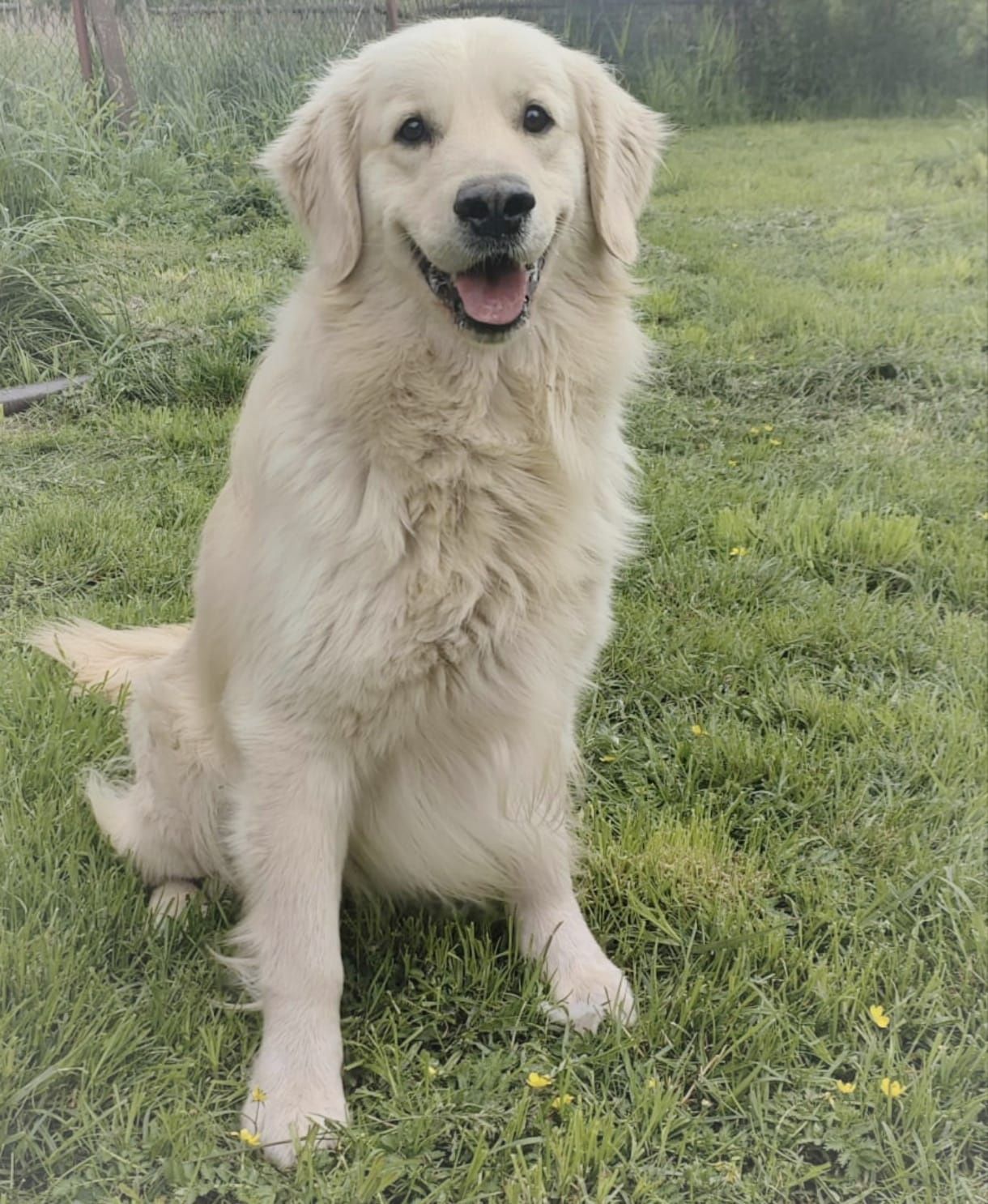 Golden Retriever