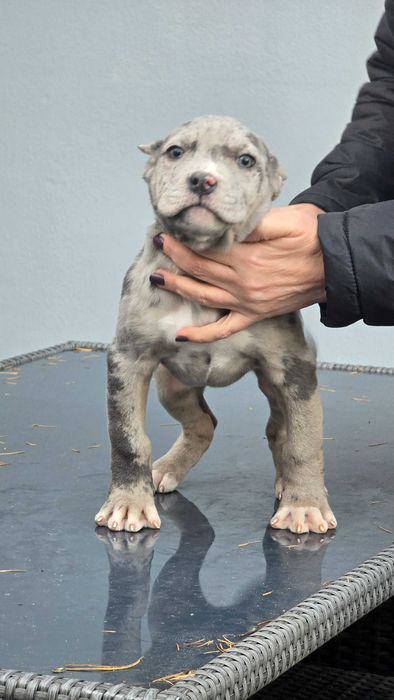 American bully xl