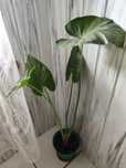 Alocasia kwiaty doniczkowe