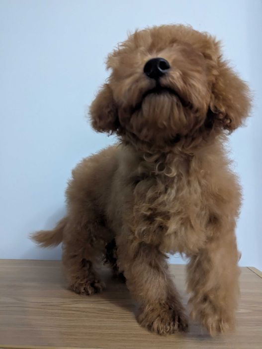 Цуценя МАЛЬТИПУ хлопчик