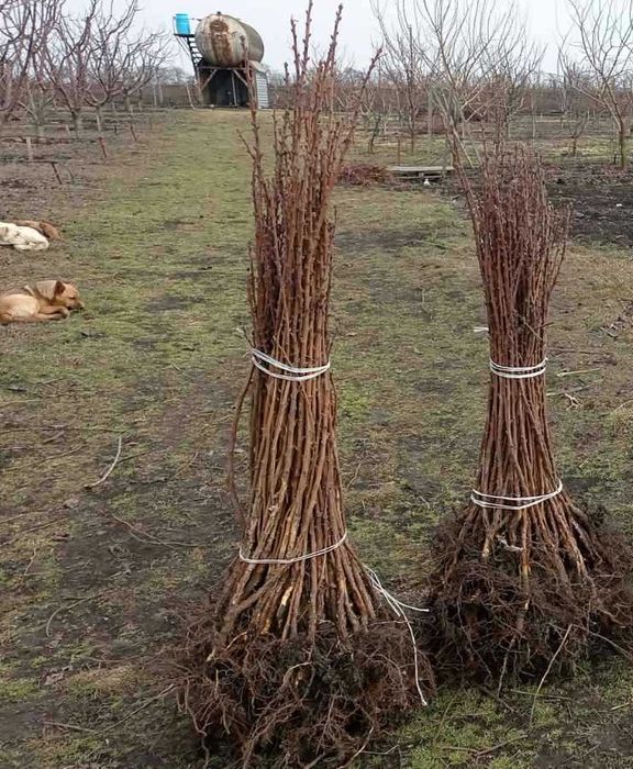 Саджанці Полуниці Копана Касета Малина Плодові дерева Рассада Клубники