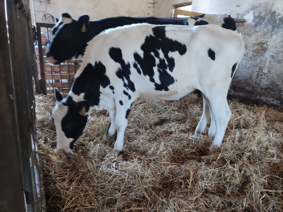 Jałówki hf w świetnej kondycji