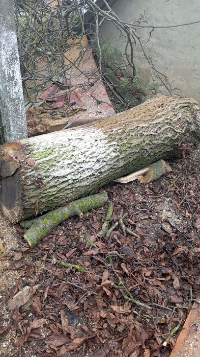 Стовбур горіха, дереву 55рокі, не доставляюв  1.16*57см