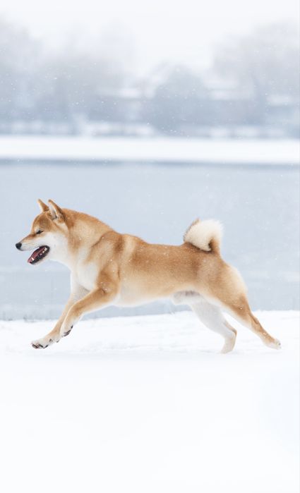 Вʼязка шиба іну. Shiba inu