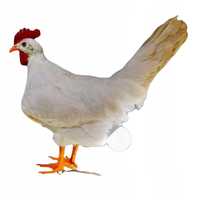 zwariowana lampa lampka kura kurczak znosząca jajko usb