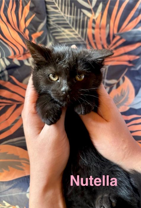 Dwie czarne kotki szukają domów – pilne, cudowne maluchy