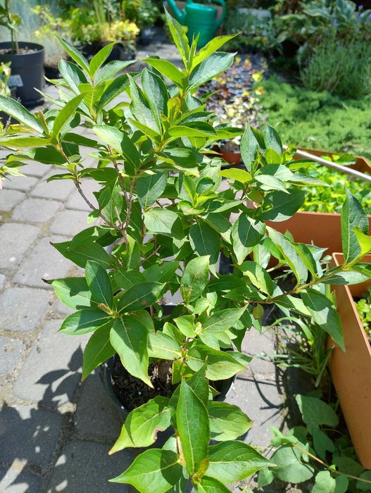 Krzewy do ogrodu nadwyżki