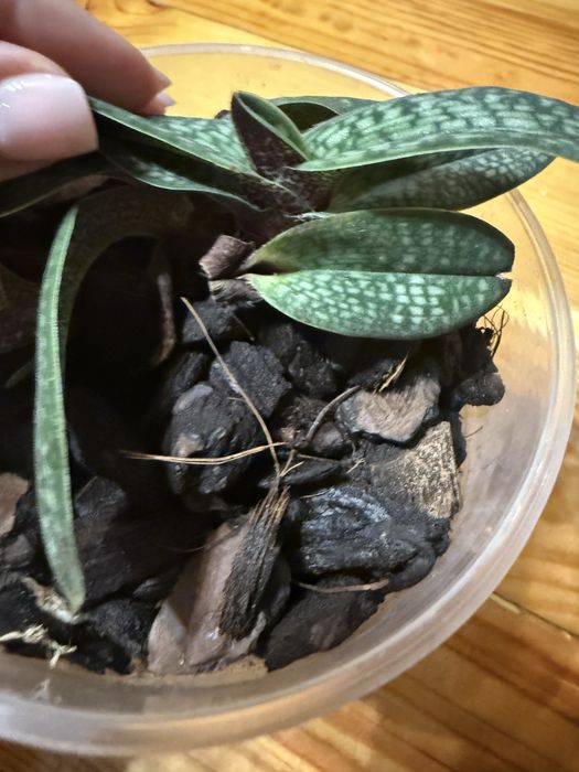 Пафілопеділум орхідея башмачок Paphiopedilum micranthum