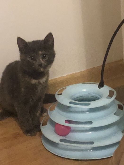 Maly błękitny kotek