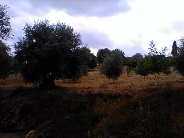 Vendo terreno rústico com 6080m2, Torres Novas