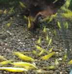 Krewetki Yelow Neon