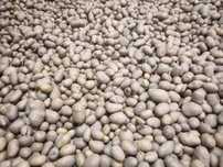 Batata Ágria de muito boa qualidade