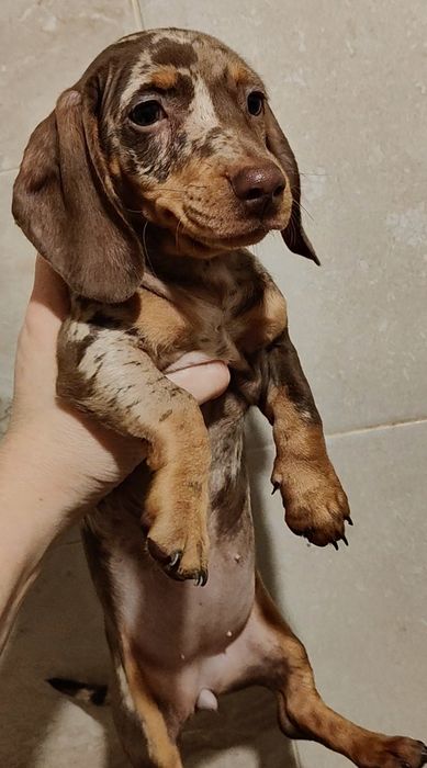 Шоколадно-мраморная девочка мини таксы с документами клуба