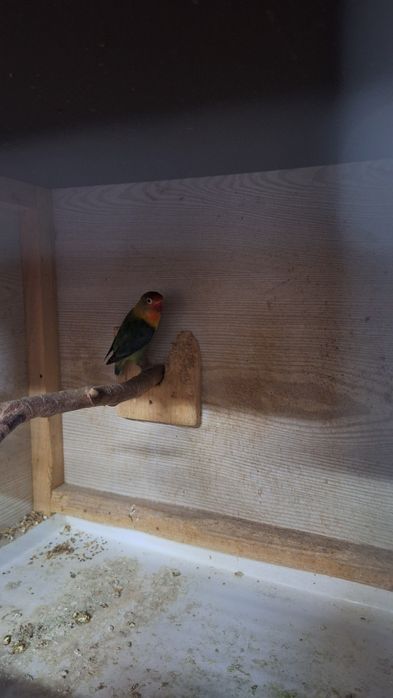 Sprzedam nierozlaczki jak na zdjeciu