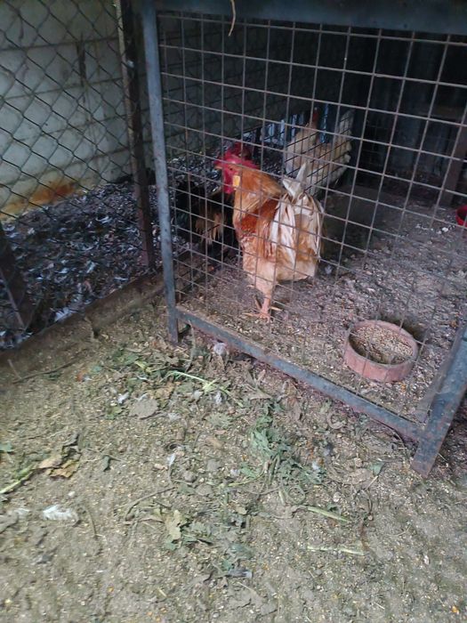 Vendo galos caseiros