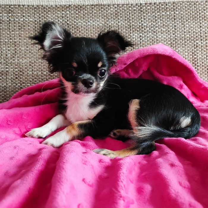 Sunia chihuahua ZKwP  FCI