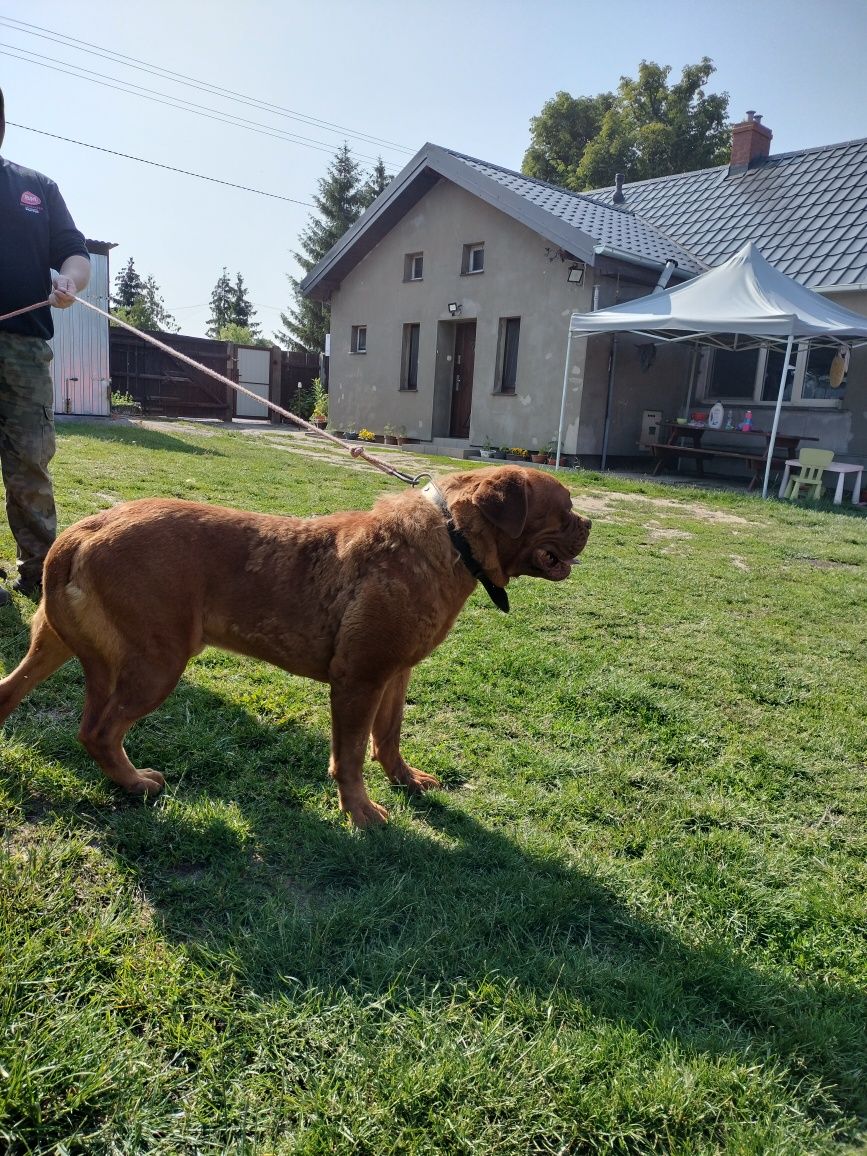 Sprzedam psa dog de bordeaux