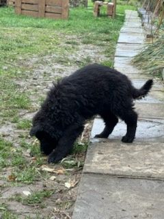 Owczarek niemiecki długowłosy