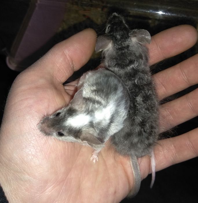 Декоративні мишки тексель