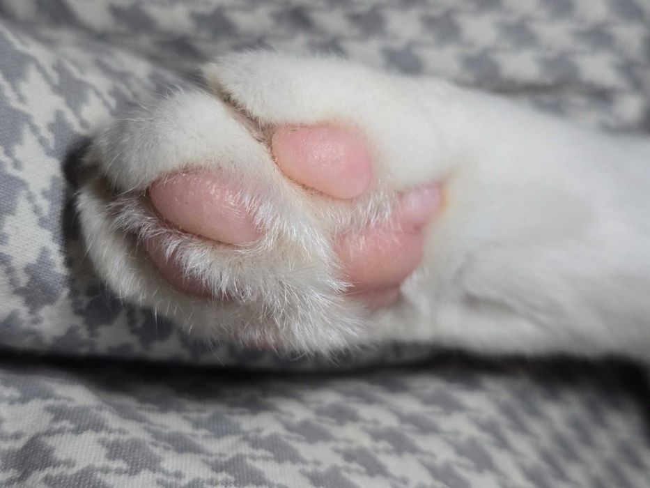 Віддам у добрі руки кішку на ім’я Тесі!