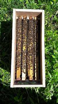 Продам пчелопакеты (бджолопакети) 300,230 на весну 2024