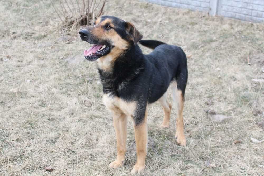 001270 Super przyjazny psiak - do adopcji