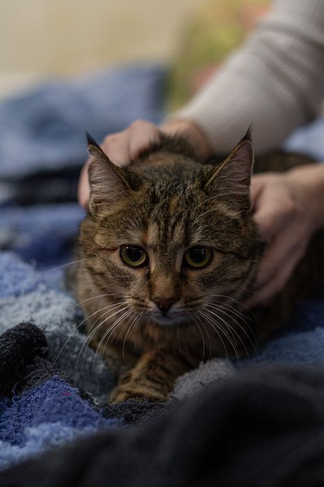 Молоденькие полосатые кошечки ищут дом и семью!!!