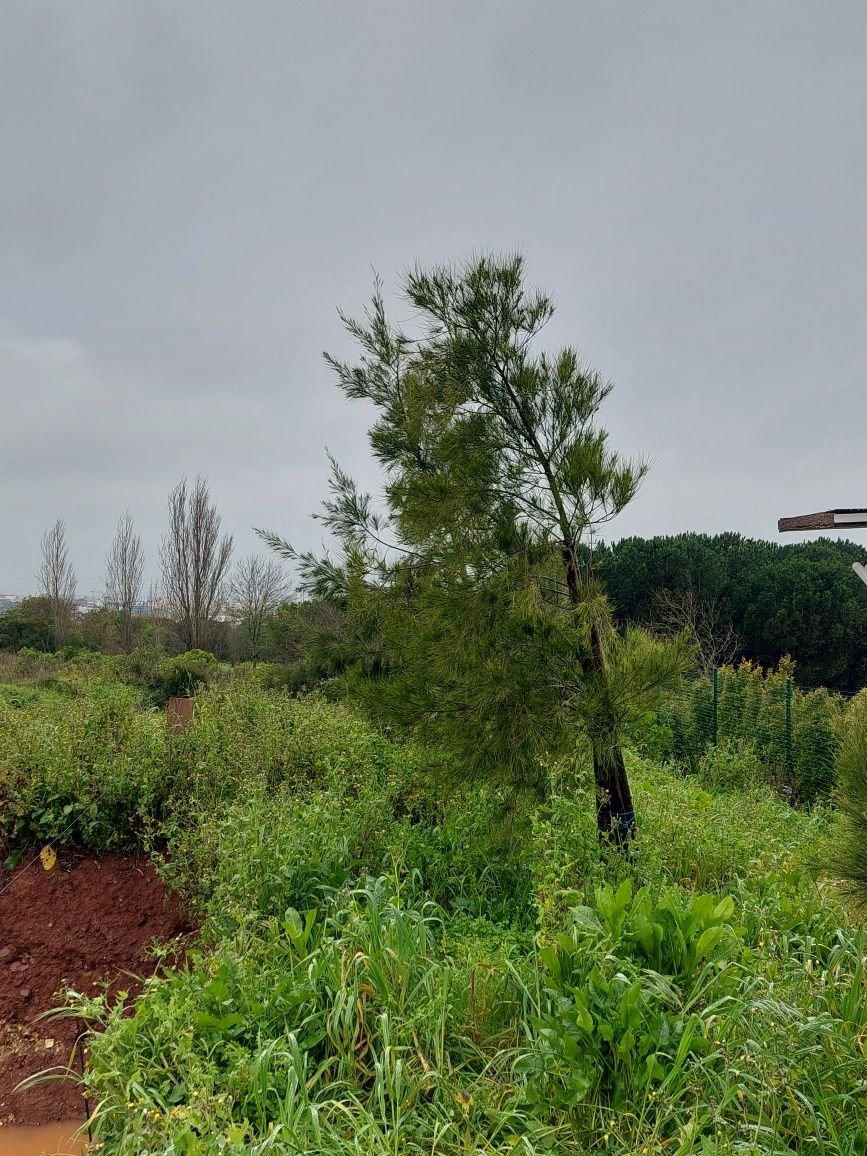 3 Pinheiros de 3 mt de altura desenterrados do solo