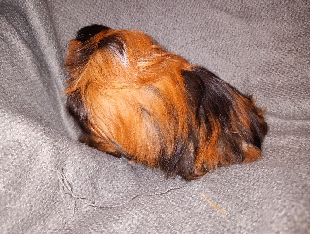 SHELTIE samiczka długowłosa młoda świnka morska