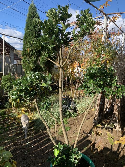 Бересклет японський сформований