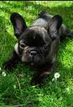 Buldog francuski