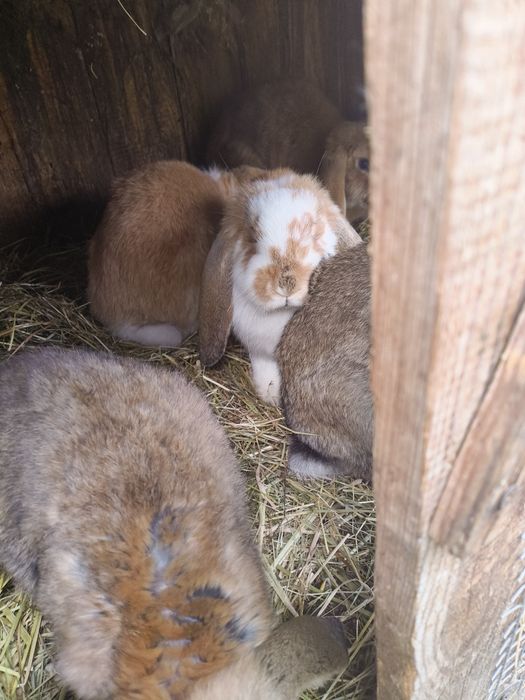 Króliki na sprzedaż