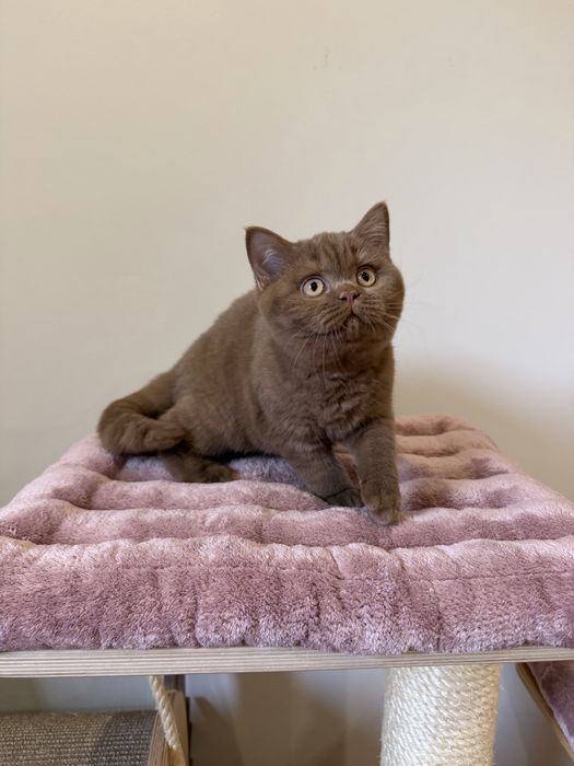 Fêmea British Shorthair  com LOP