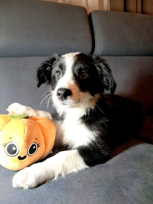 Urocza sunia Border Collie.Gotowa do odbioru.