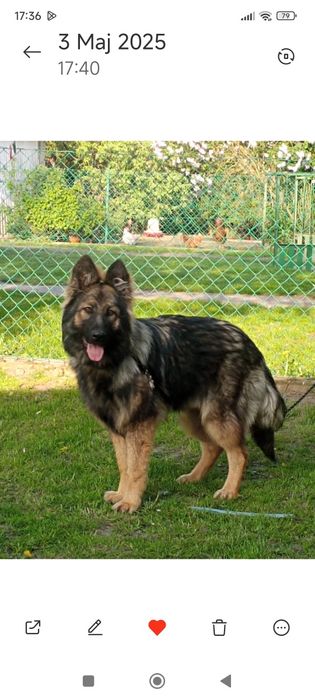 Zaginął owczarek staroniemiecki