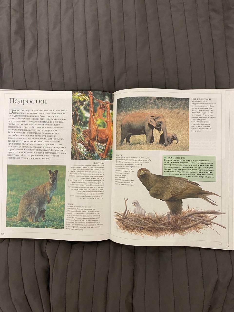 Большая илюстрированная энциклопедия животных