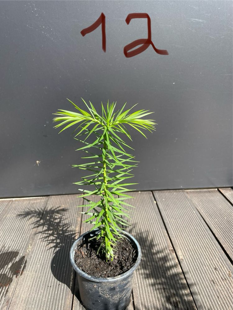 Planta Araucaria Angustifolia