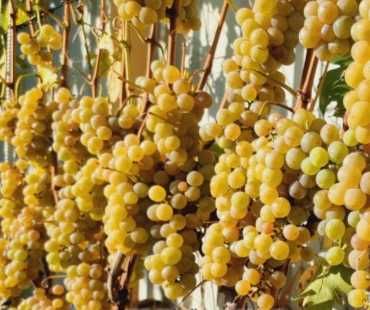 Саджанці сортів винограду для виготовлення вина