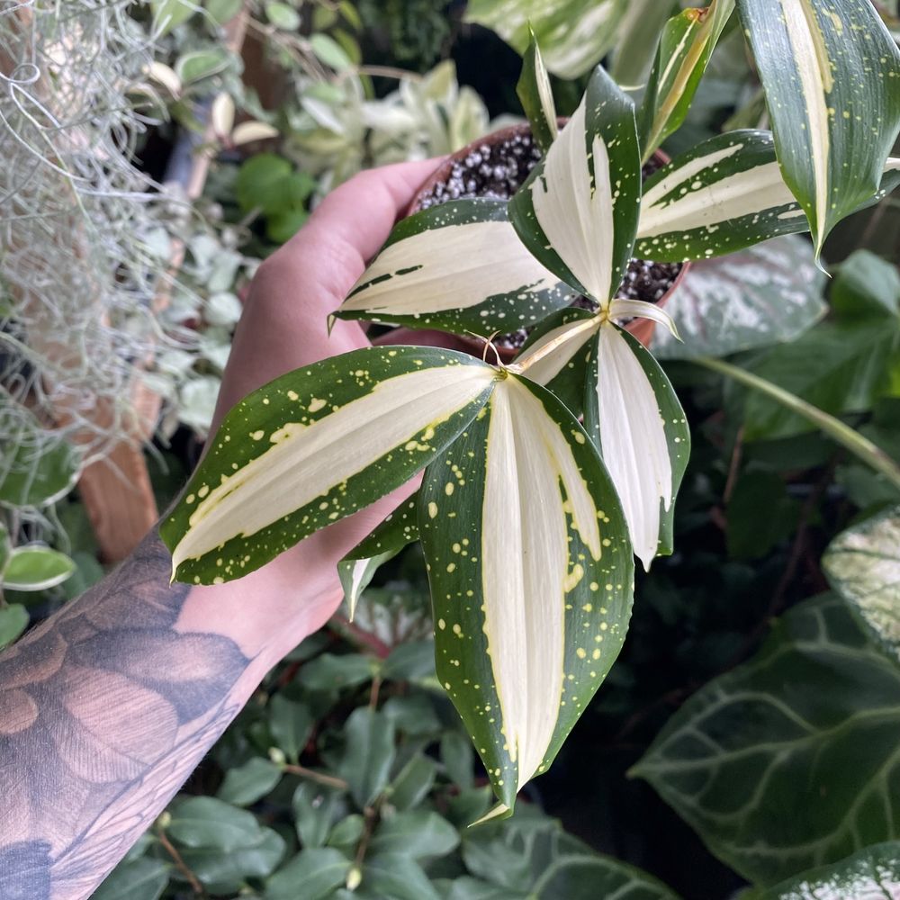 Драцена Dracaena godseffiana milky way