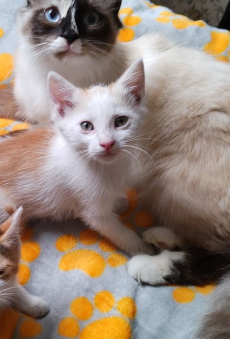 Oddam małe kotki . Kotek , kotka adopcja mix mieszane Ragdoll