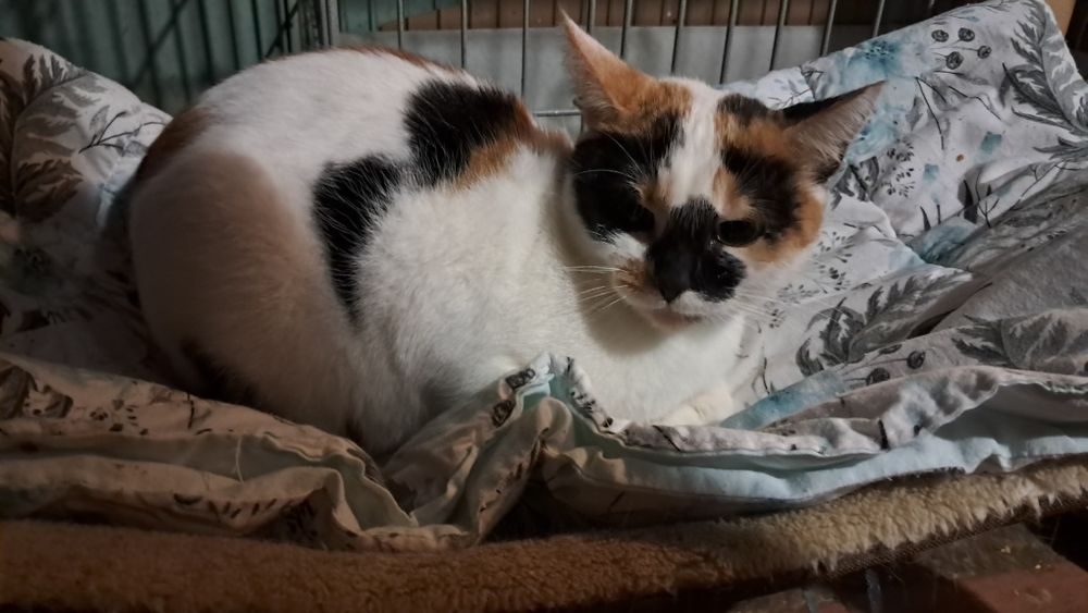 Lusia roczna kicia szuka domu