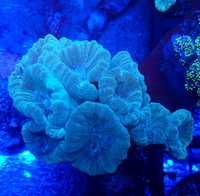 Caulastrea Mint . Koralowiec . Akwarium morskie
