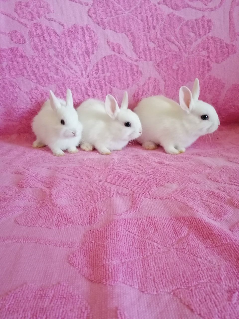 Króliczki karzełki, królik miniaturka