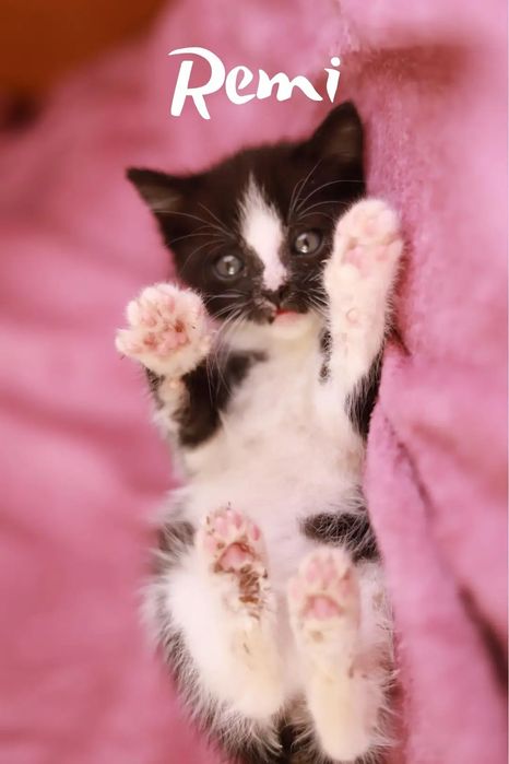 Remi - dołączę do Ciebie na kanapie, nie będę komentować TV