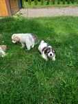 Szczeniaki po shih tzu