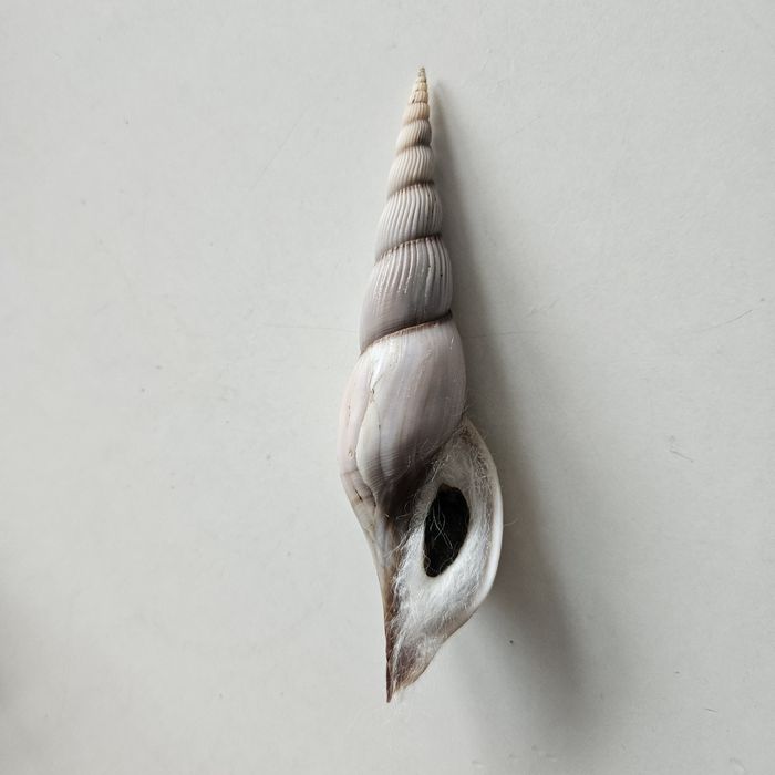 Ozdoby domowe muszle