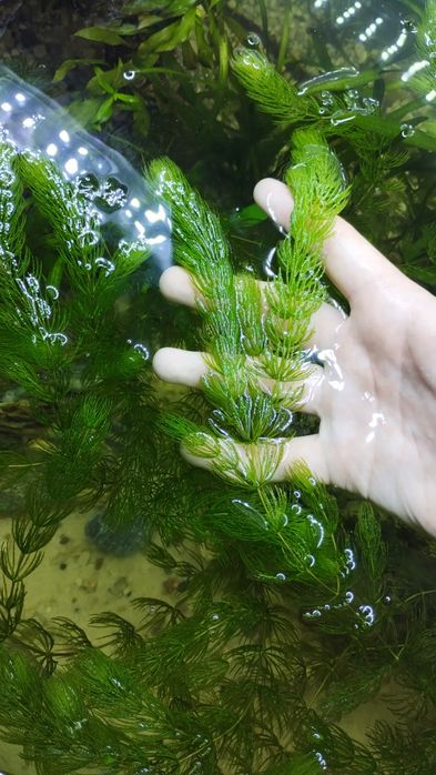 Roślina akwariowa rogatek